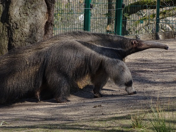 Giant anteater (Myrmecophaga tridactyla) (04/22)