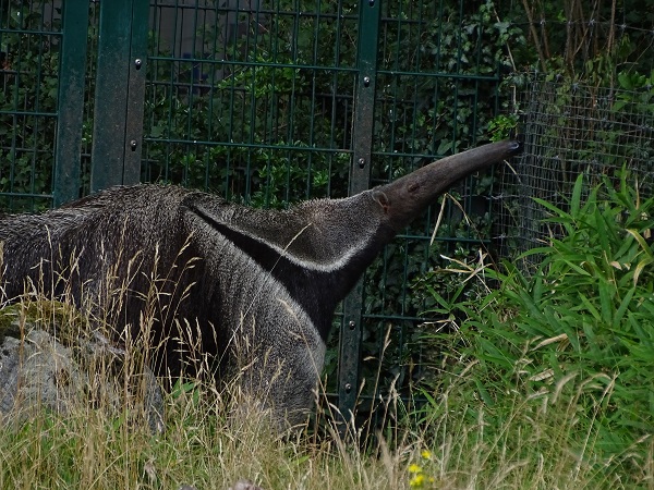Giant anteater (Myrmecophaga tridactyla) (07/22)
