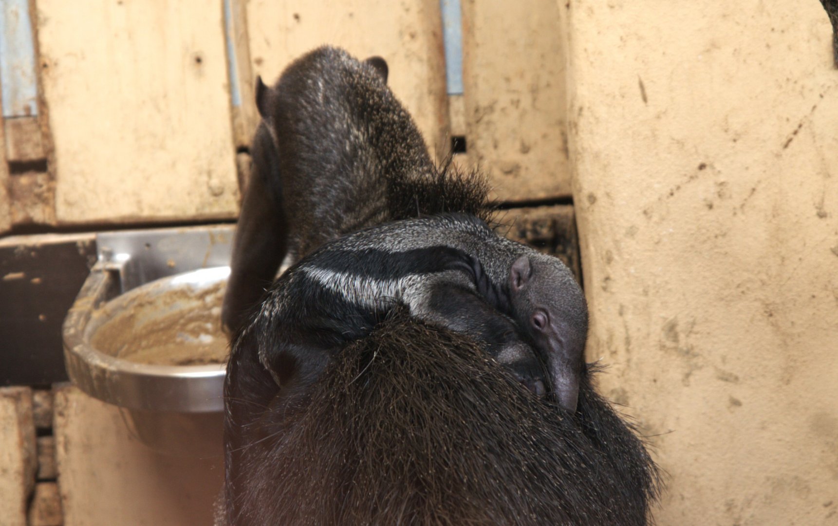 Giant Anteater (Myrmecophaga tridactyla), 11-09-25
