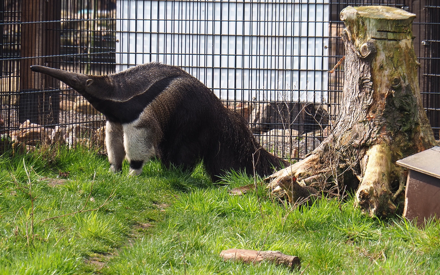 Giant anteater (Myrmecophaga tridactyla), 2019-04-06