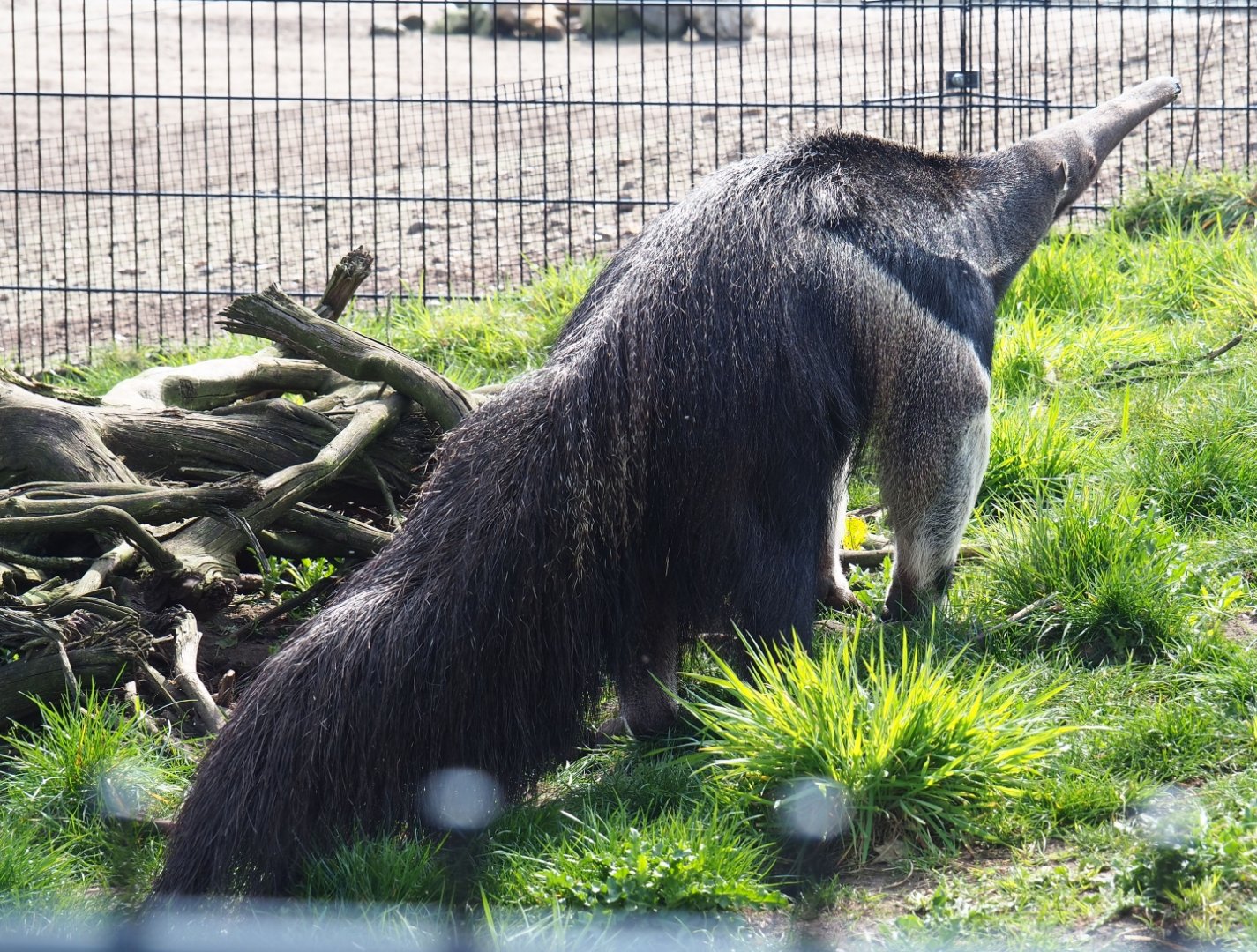 Giant anteater (Myrmecophaga tridactyla), 2019-04-06