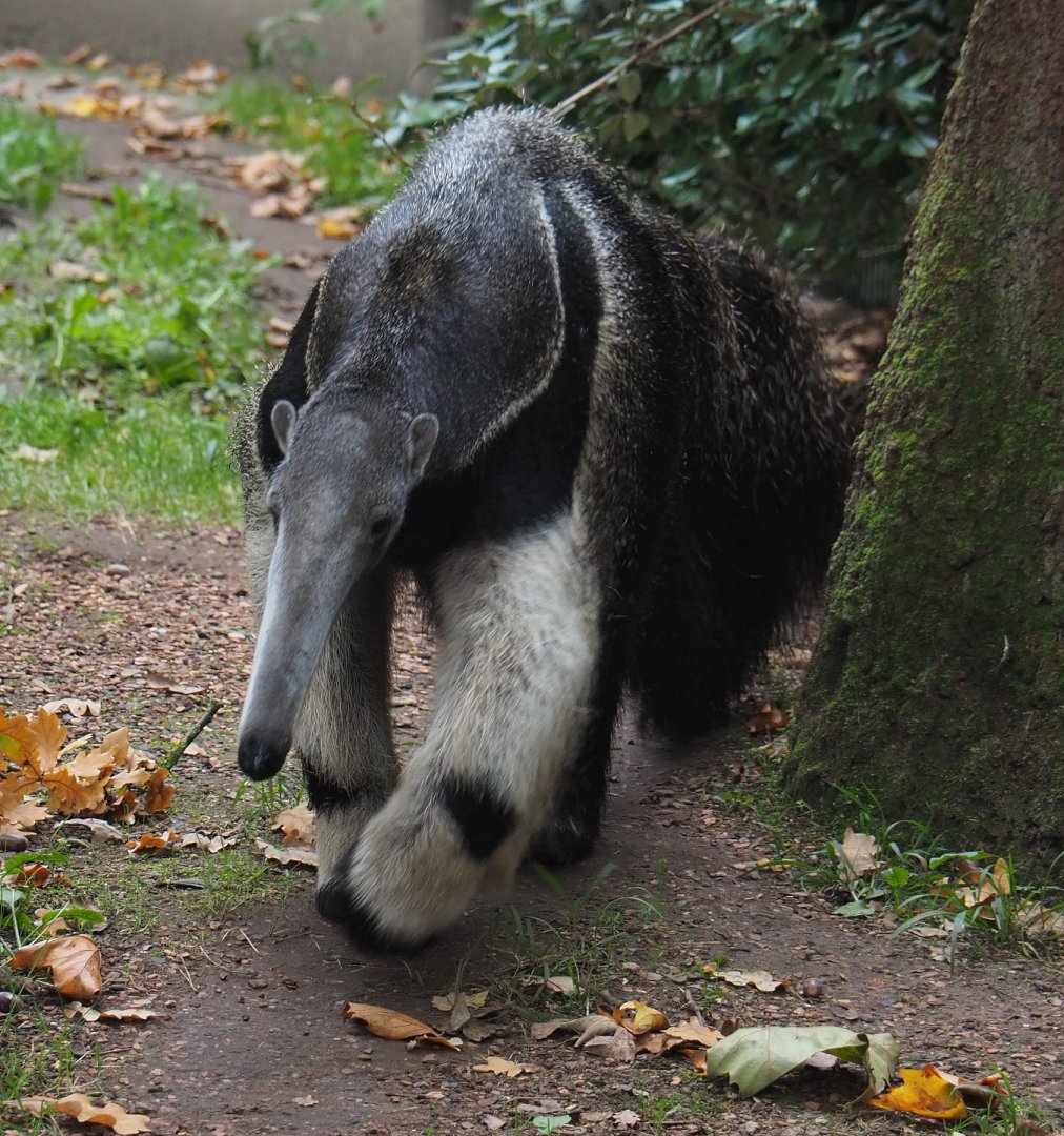 Giant anteater (Myrmecophaga tridactyla), 2020-10-19