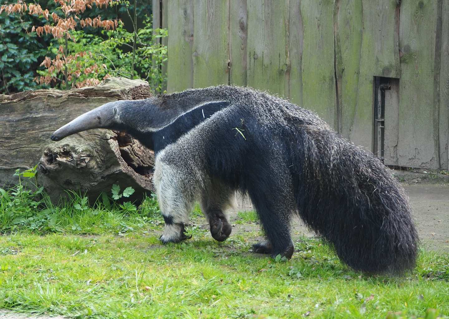 Giant anteater (Myrmecophaga tridactyla), 2021-04-20