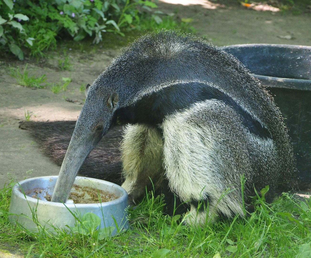 Giant anteater (Myrmecophaga tridactyla), 2021-06-01