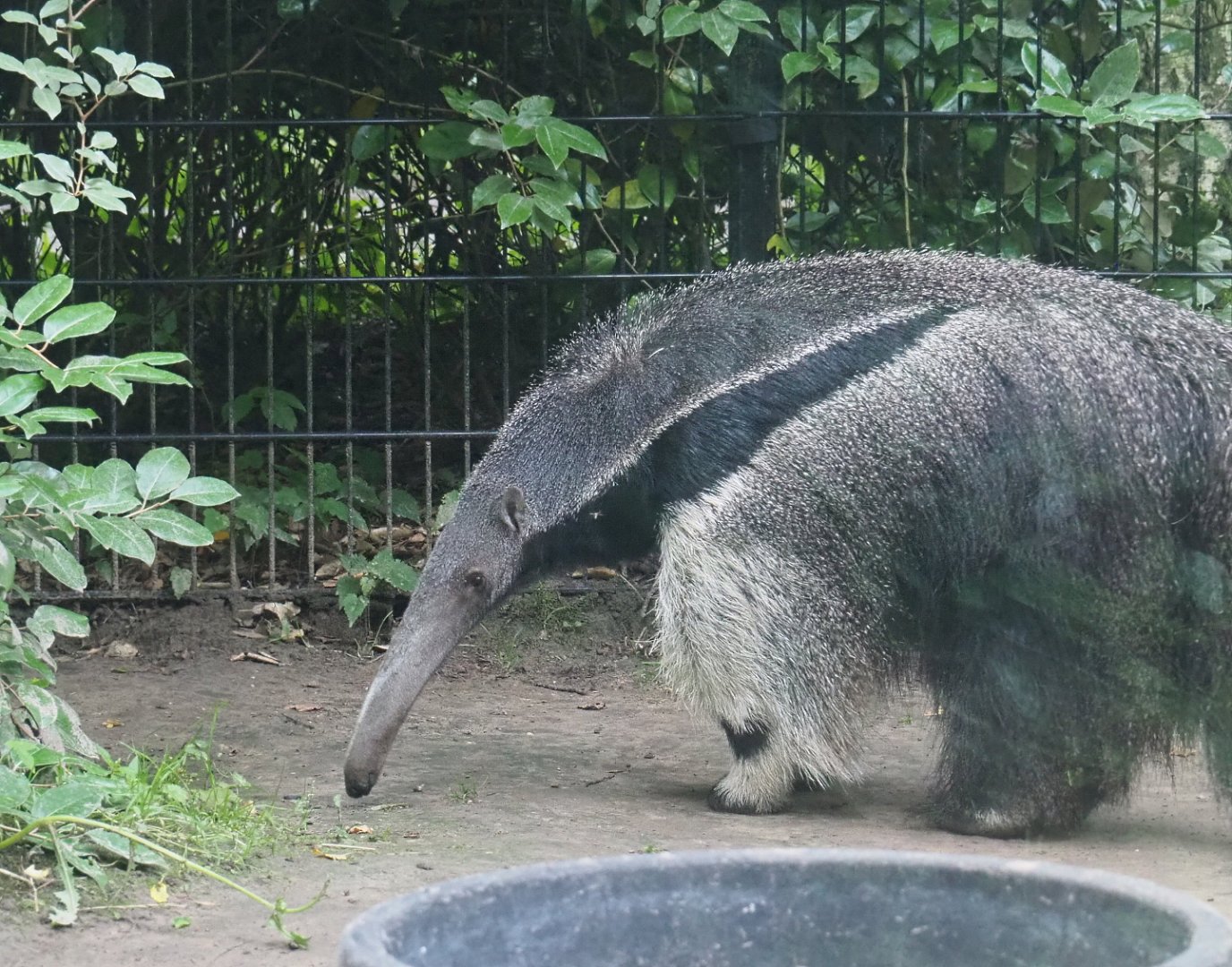 Giant anteater (Myrmecophaga tridactyla), 2021-07-03