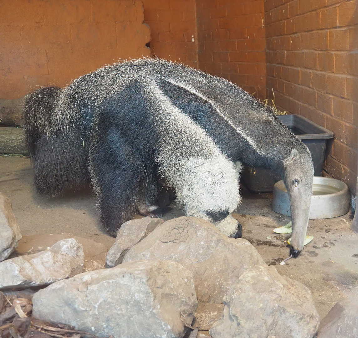 Giant anteater (Myrmecophaga tridactyla), 2022-03-08