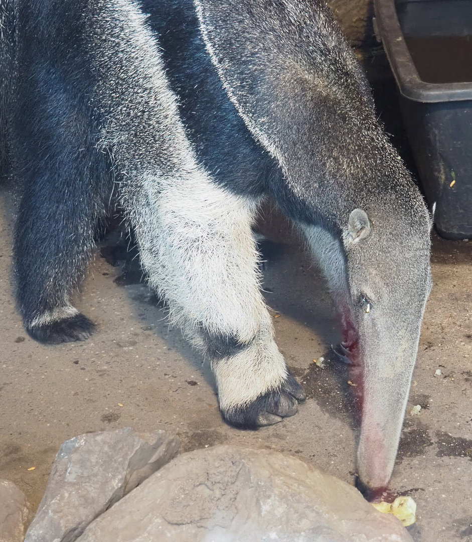 Giant anteater (Myrmecophaga tridactyla), 2022-03-08
