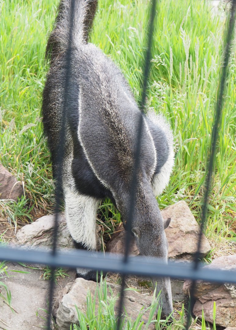 Giant anteater (Myrmecophaga tridactyla), 2022-05-17