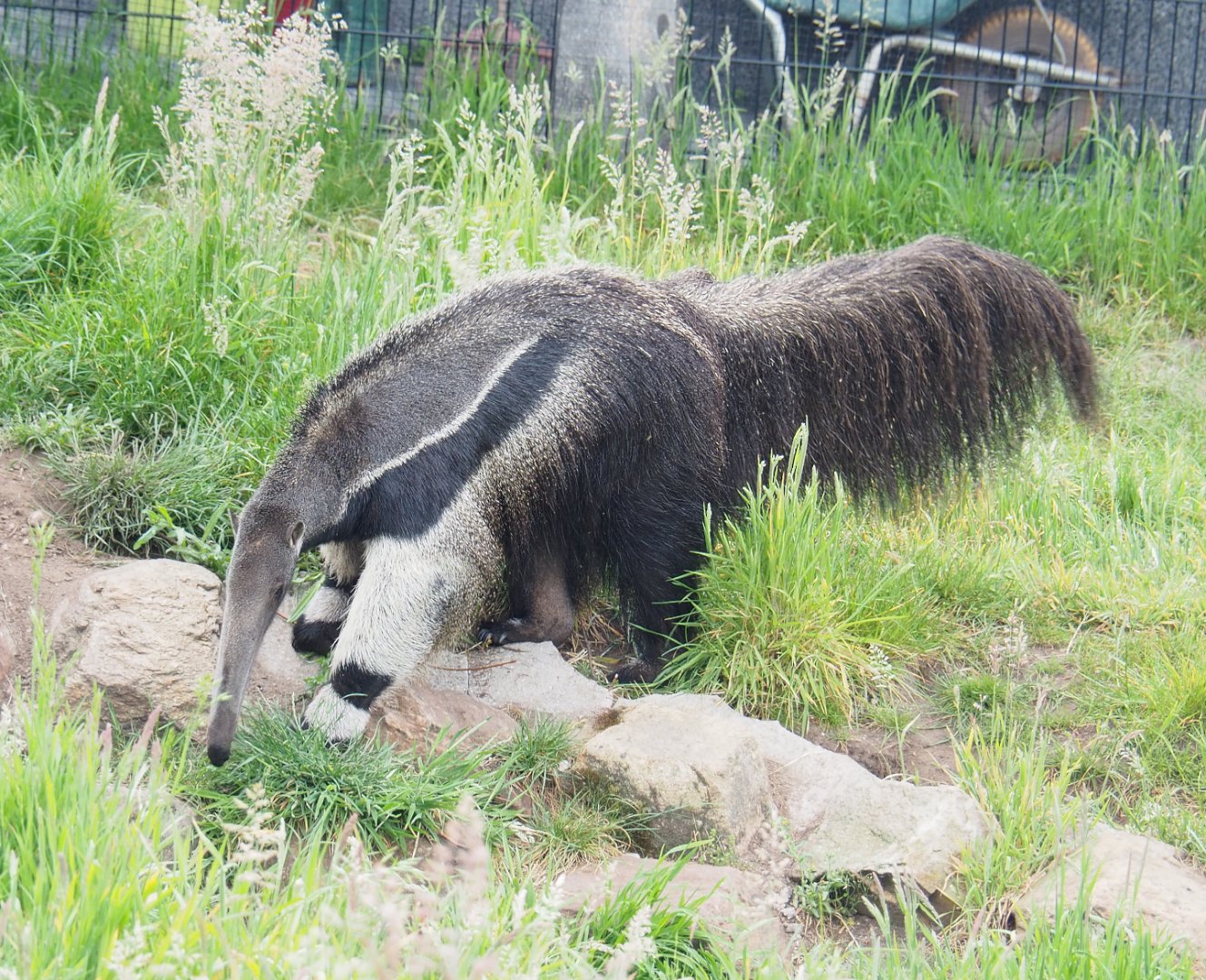 Giant anteater (Myrmecophaga tridactyla), 2022-05-17