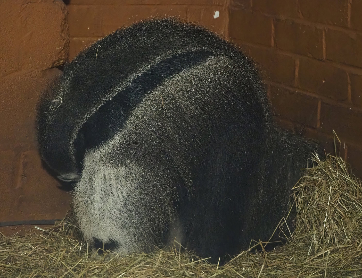Giant anteater (Myrmecophaga tridactyla), 2022-07-16