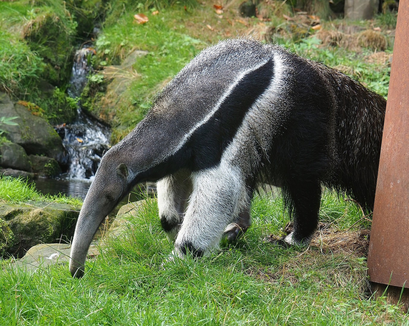 Giant anteater (Myrmecophaga tridactyla), 2022-08-20