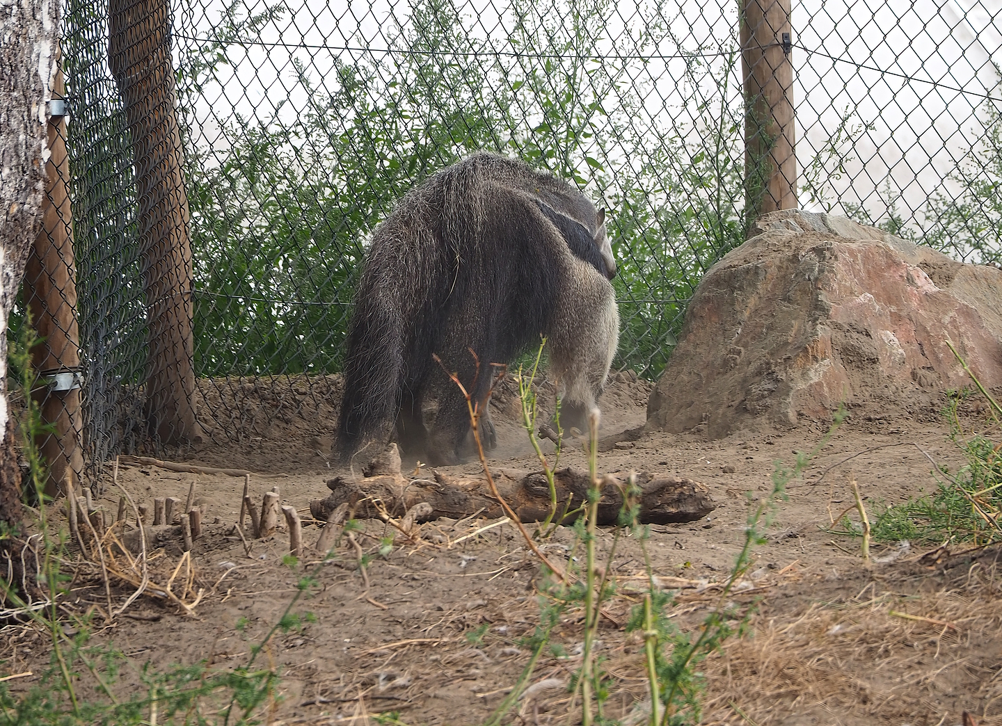 Giant anteater (Myrmecophaga tridactyla), 2022-08-28