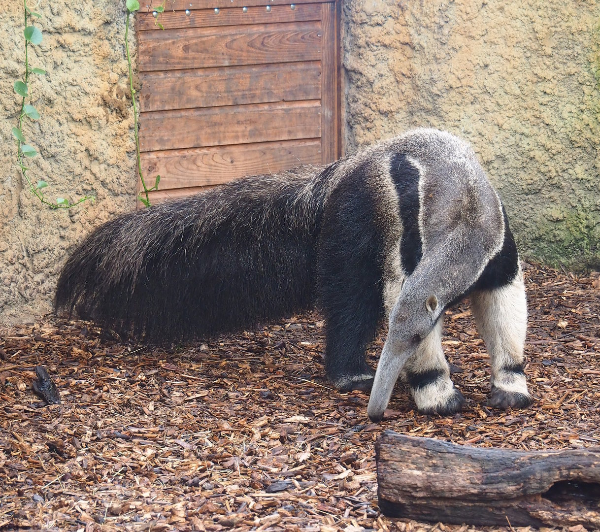 Giant anteater (Myrmecophaga tridactyla), 2022-10-09