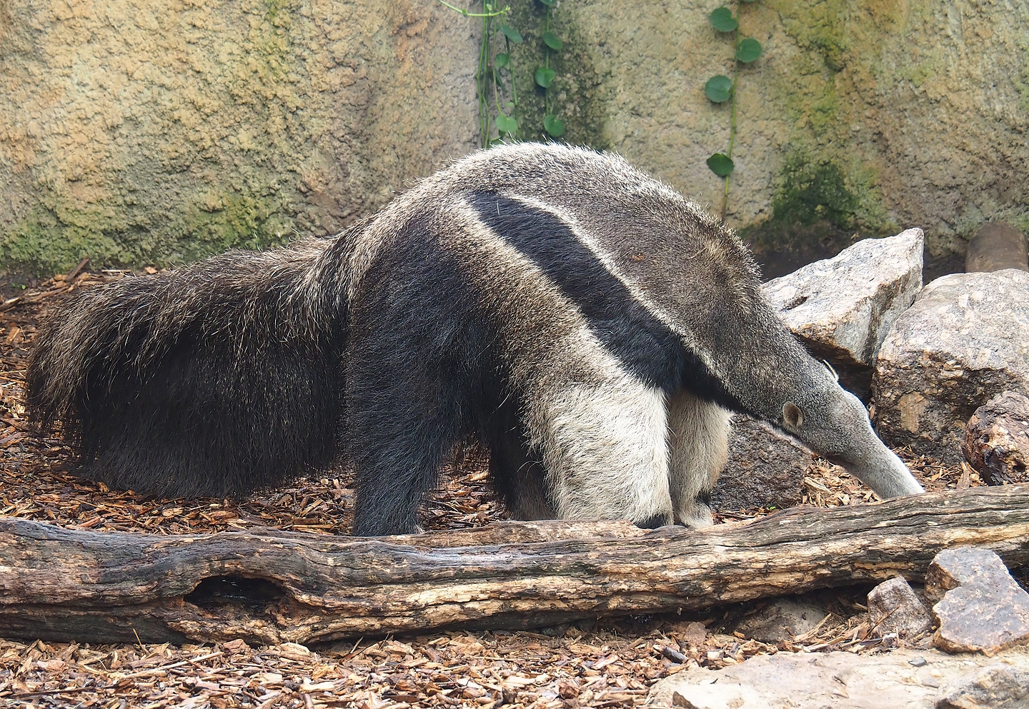 Giant anteater (Myrmecophaga tridactyla), 2022-10-09