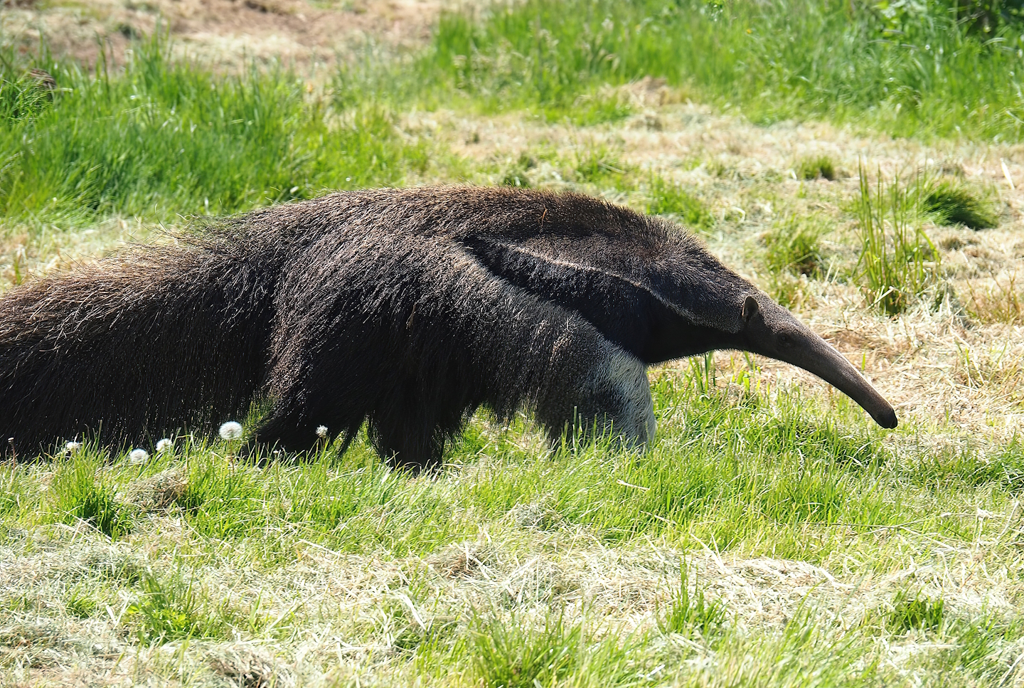 Giant anteater (Myrmecophaga tridactyla), 2023-05-19