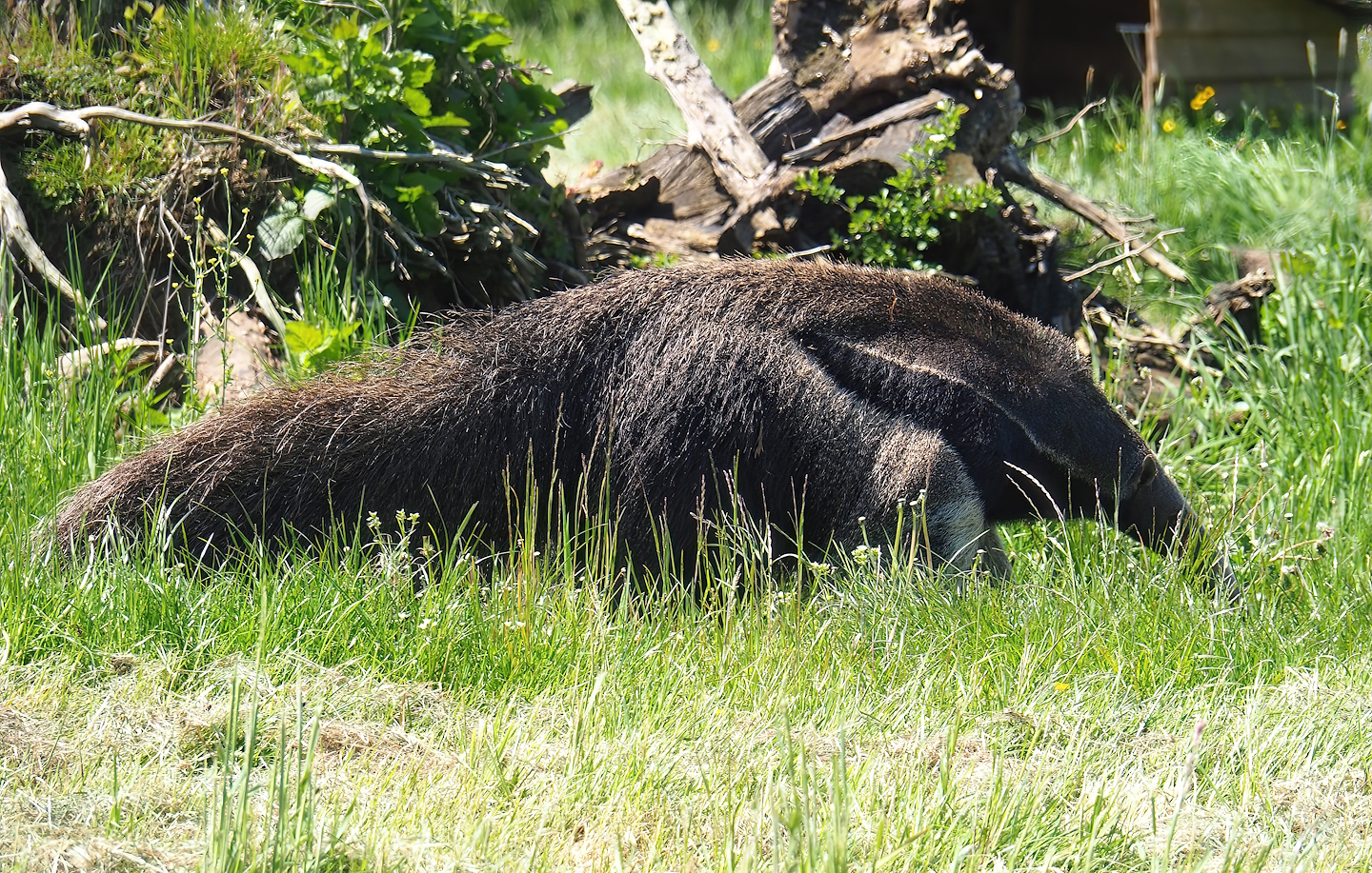 Giant anteater (Myrmecophaga tridactyla), 2023-05-19