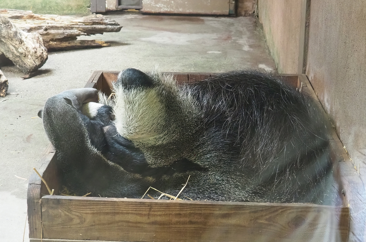 Giant anteater (Myrmecophaga tridactyla), 2023-07-18