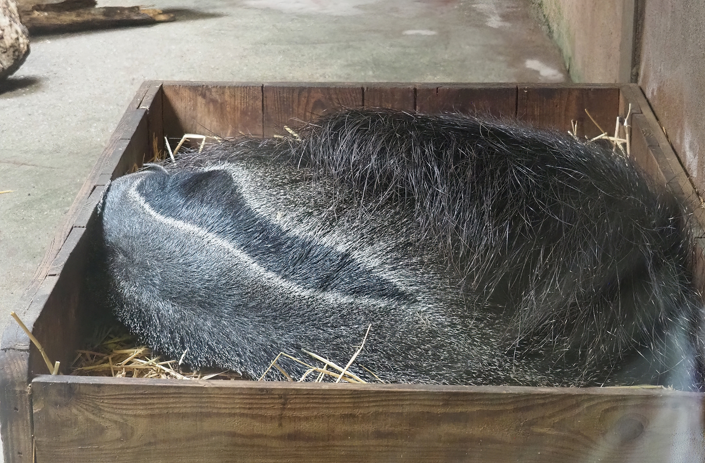 Giant anteater (Myrmecophaga tridactyla), 2023-07-18