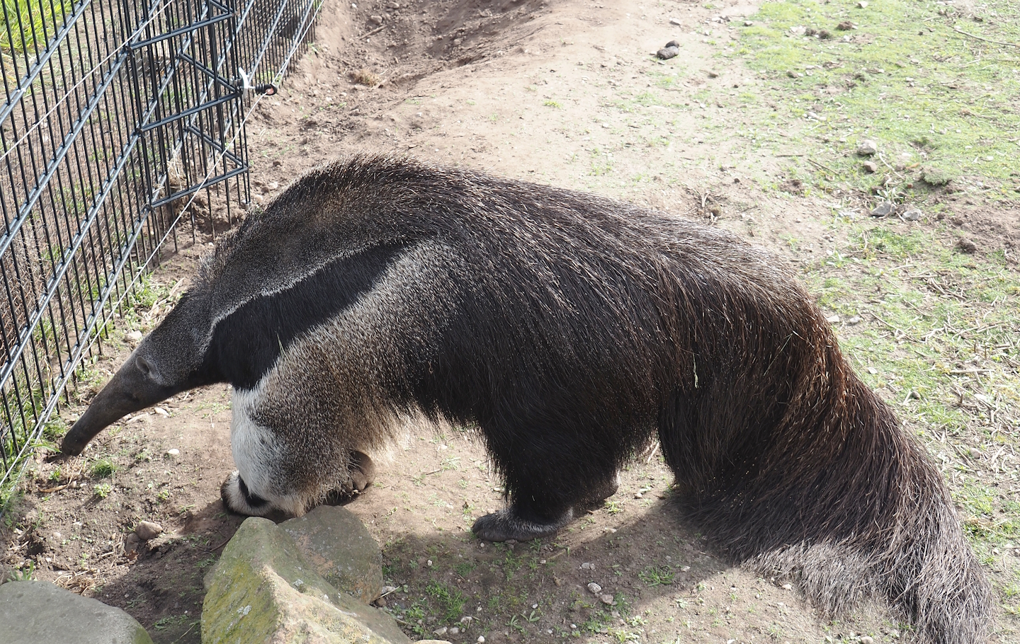 Giant anteater (Myrmecophaga tridactyla), 2024-04-14