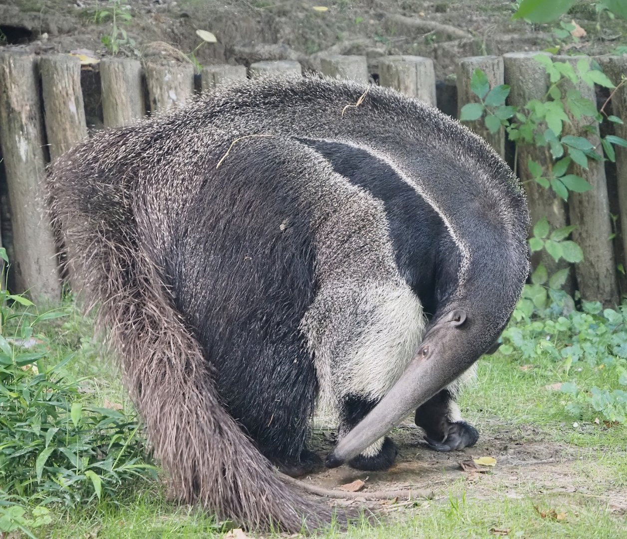 Giant anteater (Myrmecophaga tridactyla), 2024-08-21