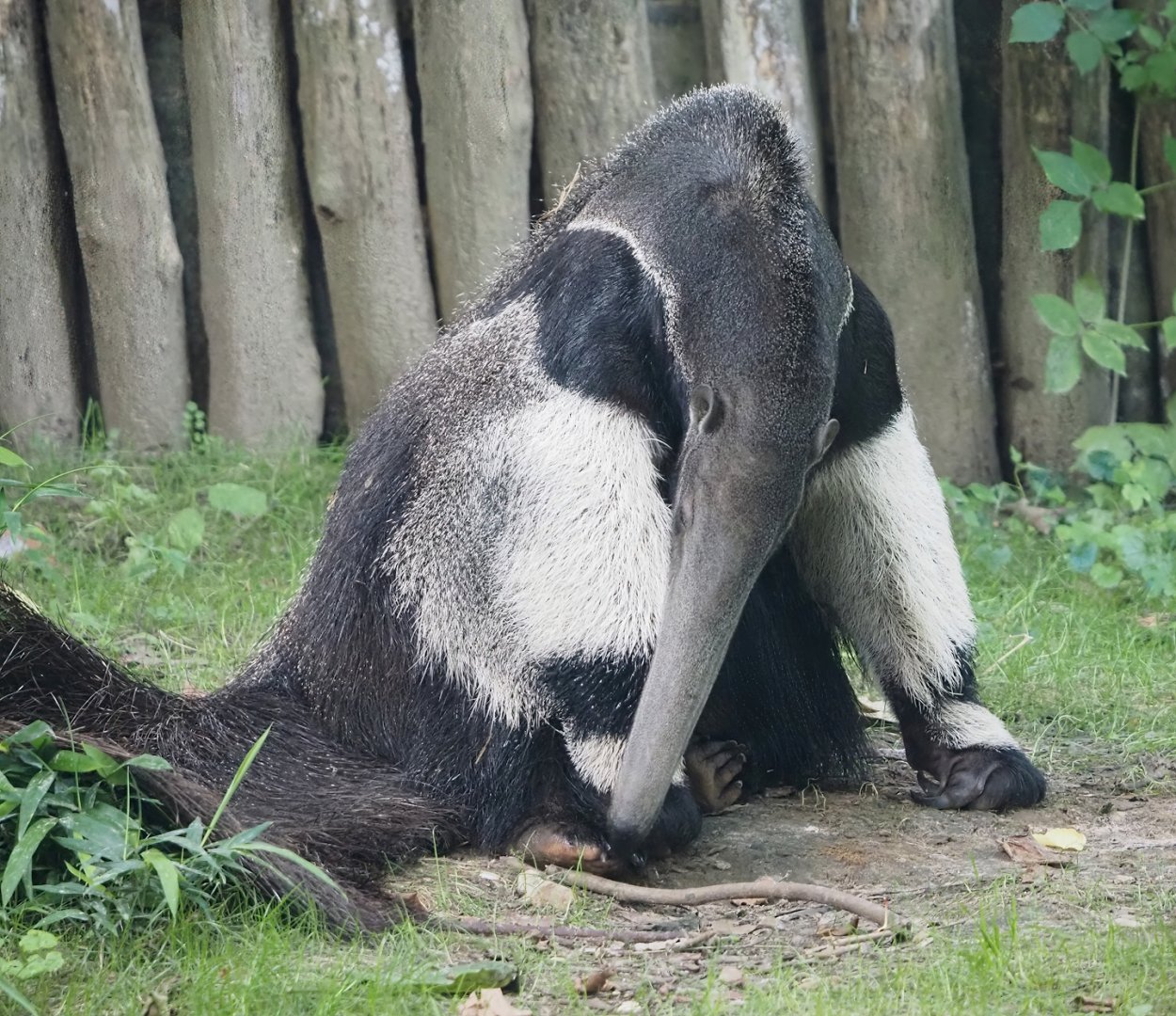 Giant anteater (Myrmecophaga tridactyla), 2024-08-21