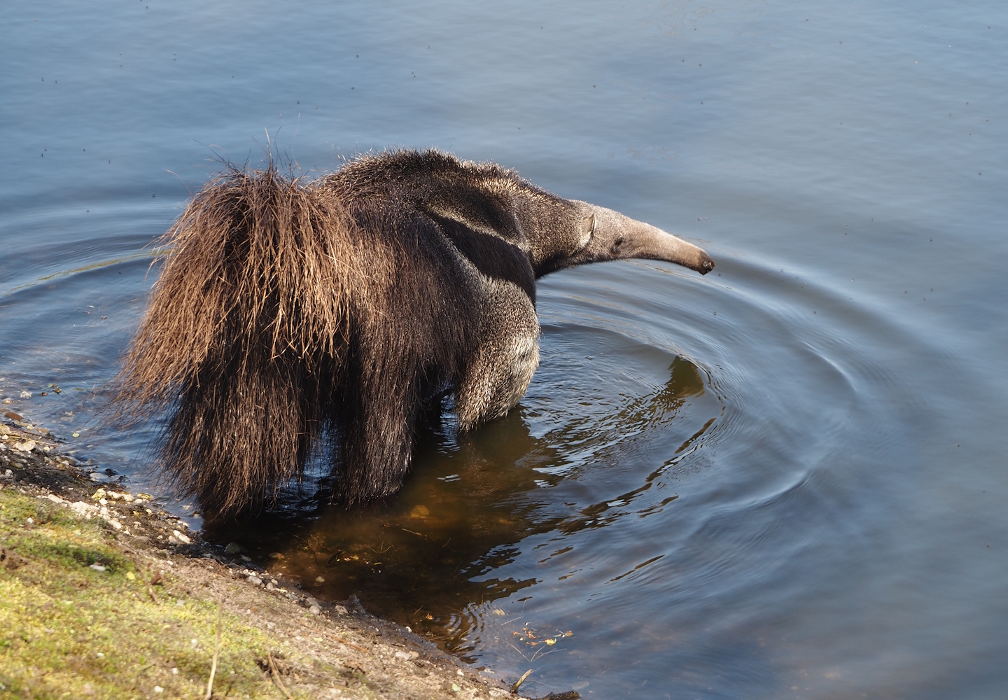 Giant anteater (Myrmecophaga tridactyla), 2025-04-12