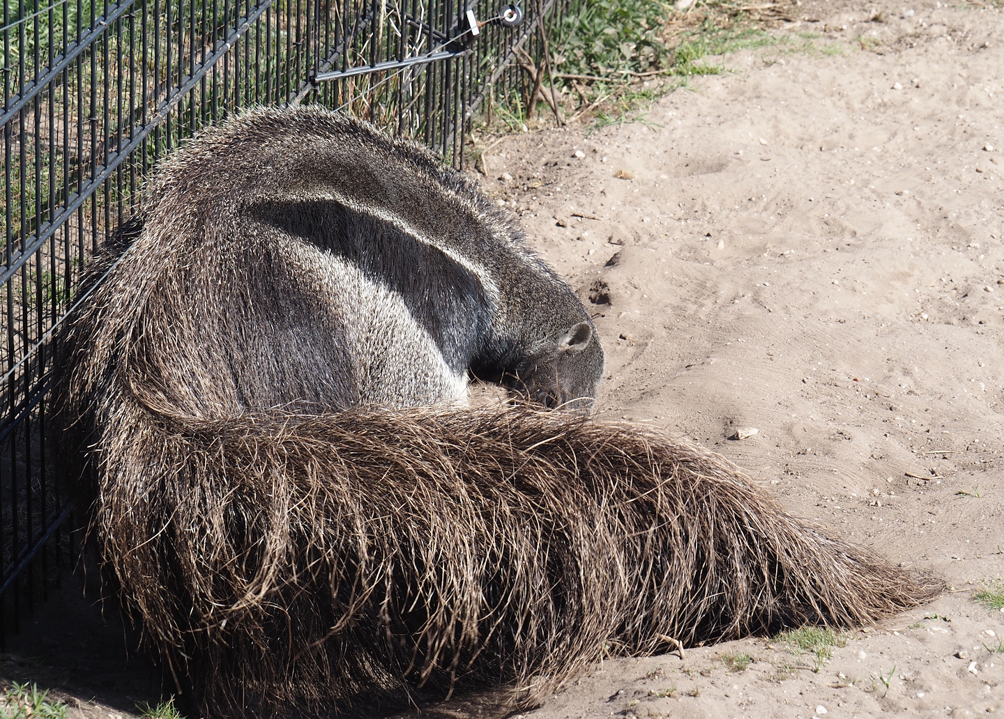 Giant anteater (Myrmecophaga tridactyla), 2025-04-12