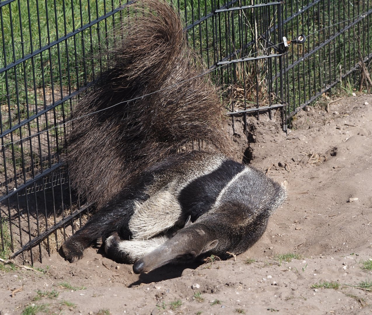 Giant anteater (Myrmecophaga tridactyla), 2025-04-12