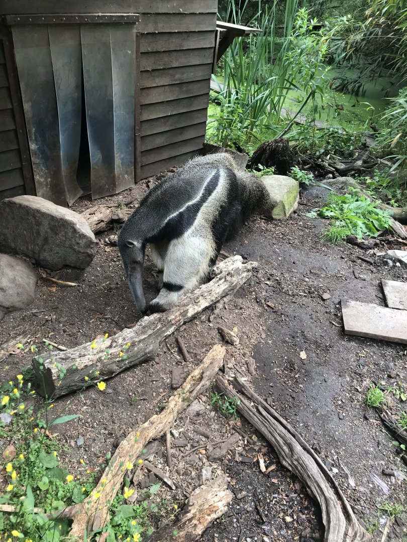 Giant Anteater (Myrmecophaga tridactyla) (7/6/25)