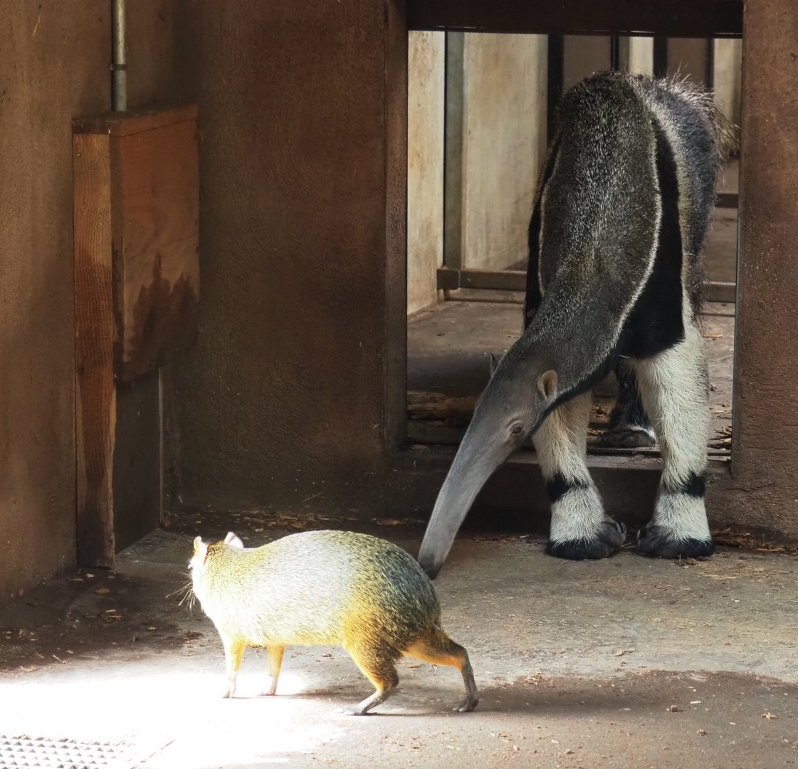 Giant anteater (Myrmecophaga tridactyla) and Azara's agouti (Dasyprocta azarae), 2019-03-30