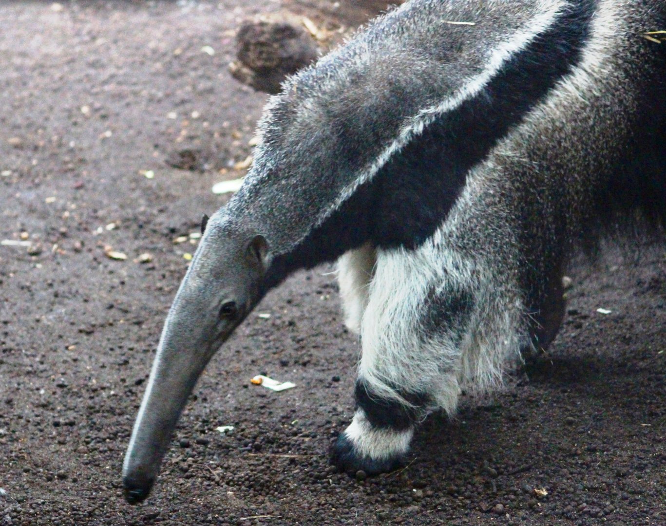 Giant anteater (Myrmecophaga tridactyla) at Paris zoological park 25th November 2018