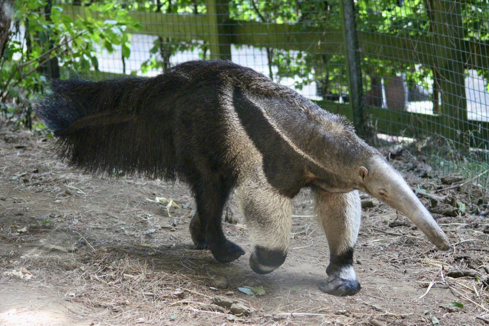 Giant anteater (Myrmecophaga tridactyla) - August 2025