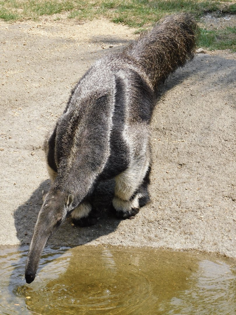 Giant Anteater (Myrmecophaga tridactyla) August 4, 2025
