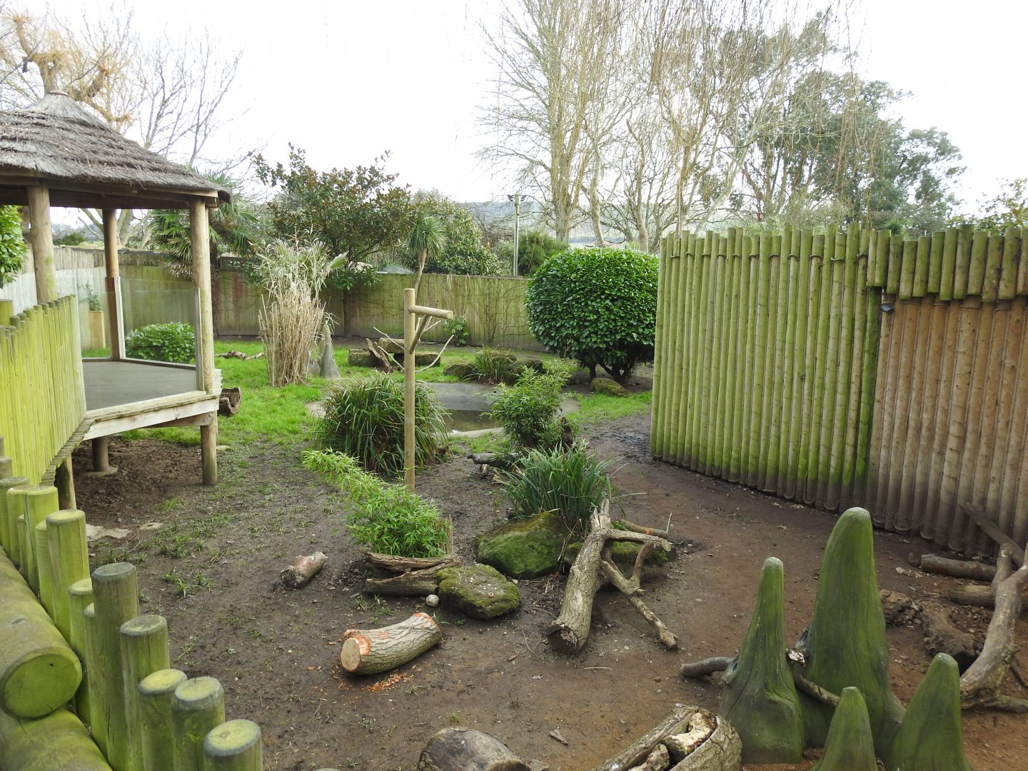 Giant Anteater (Myrmecophaga tridactyla) Enclosure 2