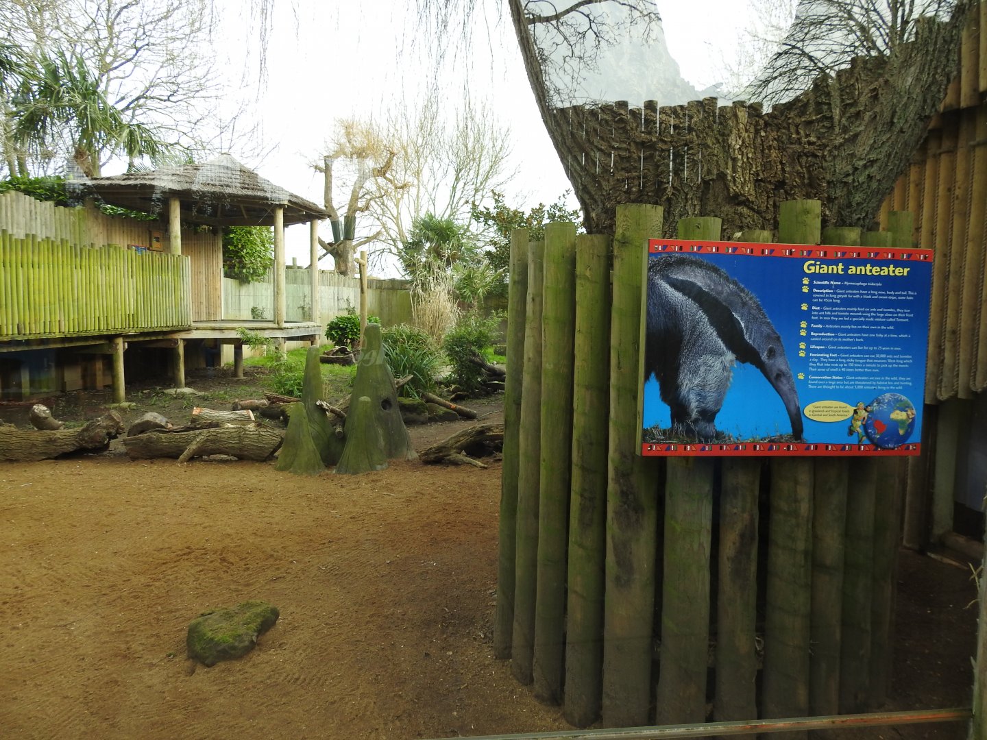 Giant Anteater (Myrmecophaga tridactyla) Enclosure