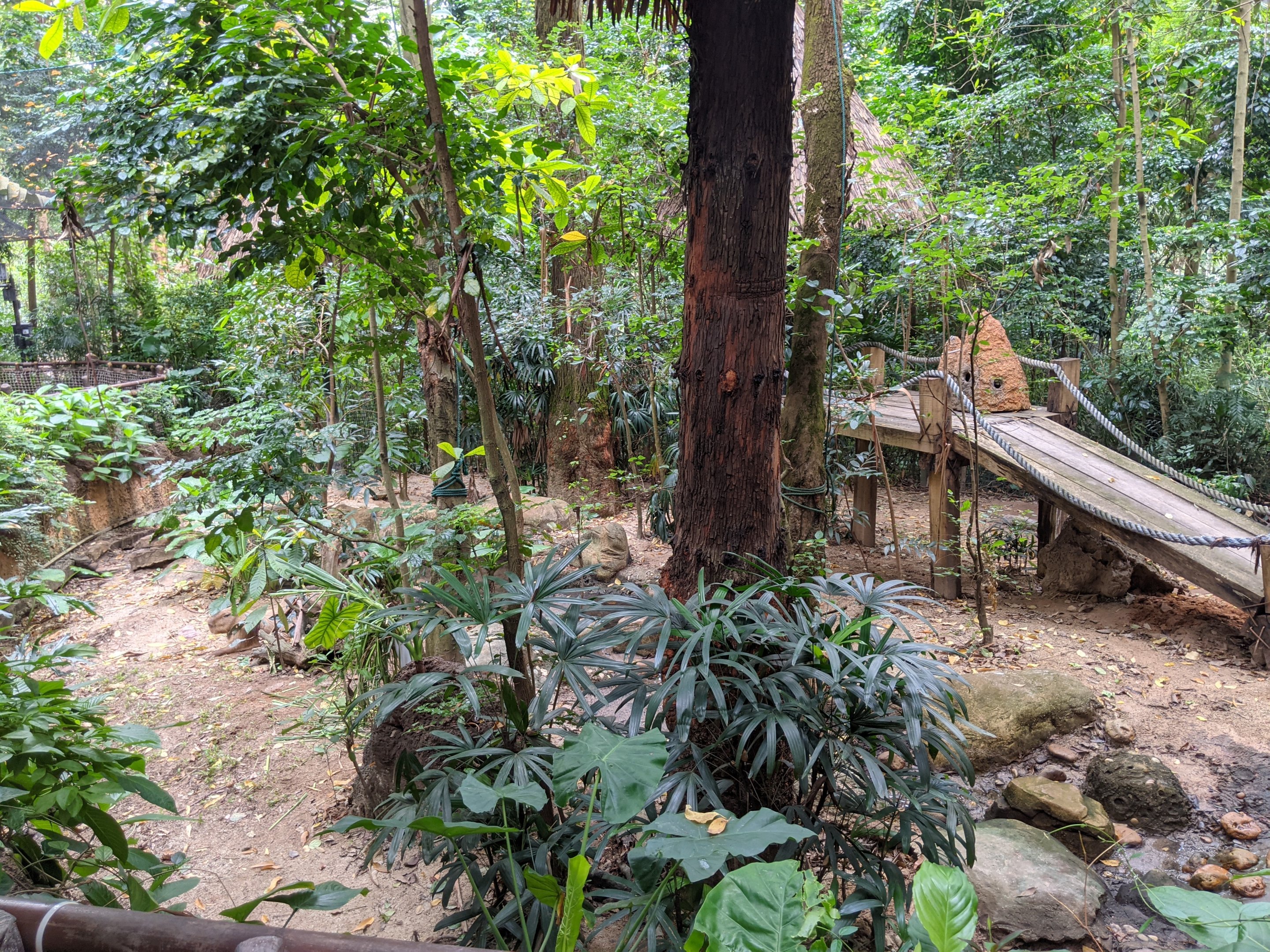 Giant Anteater (Myrmecophaga tridactyla) enclosure