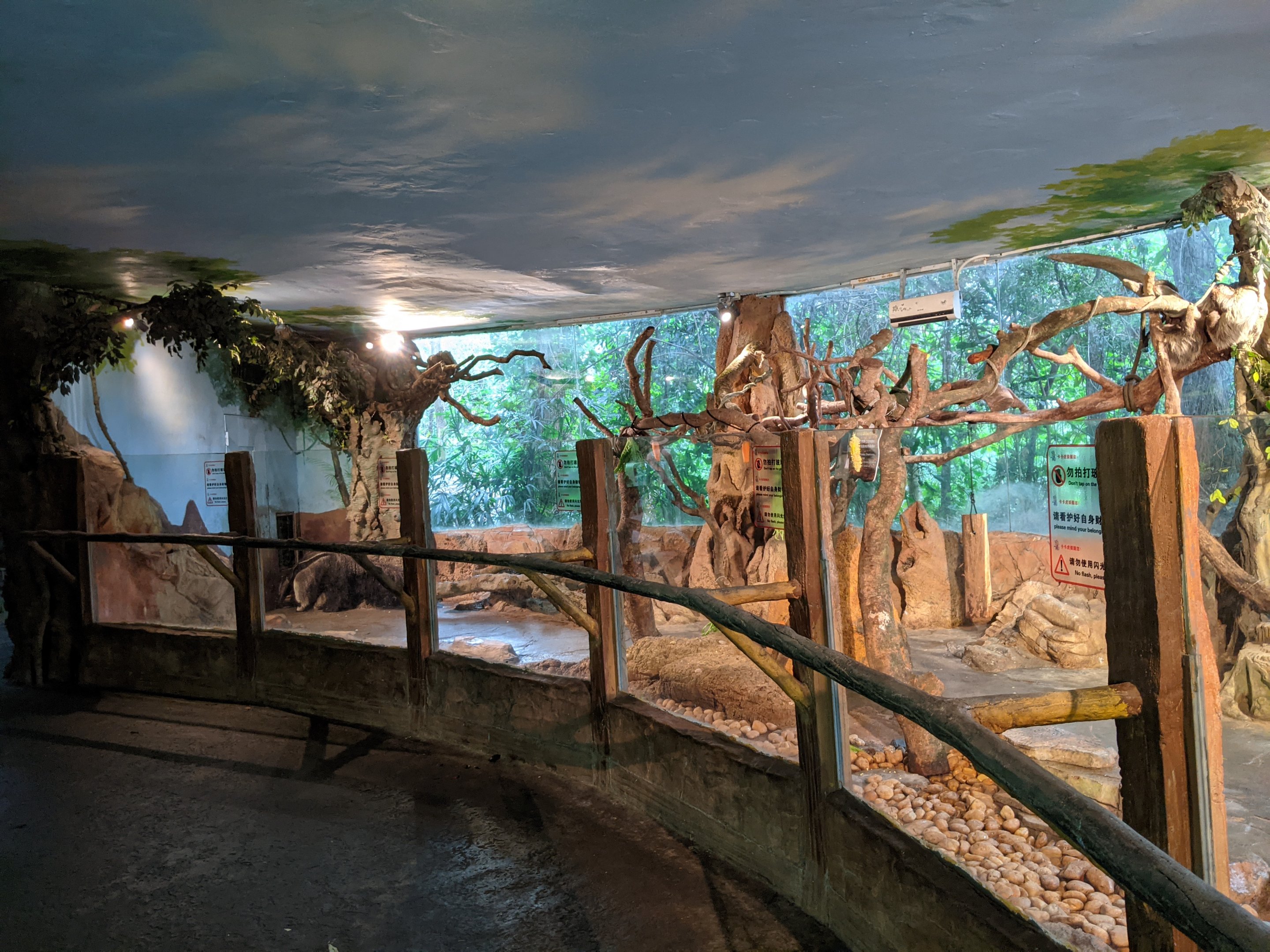 Giant Anteater (Myrmecophaga tridactyla) enclosure