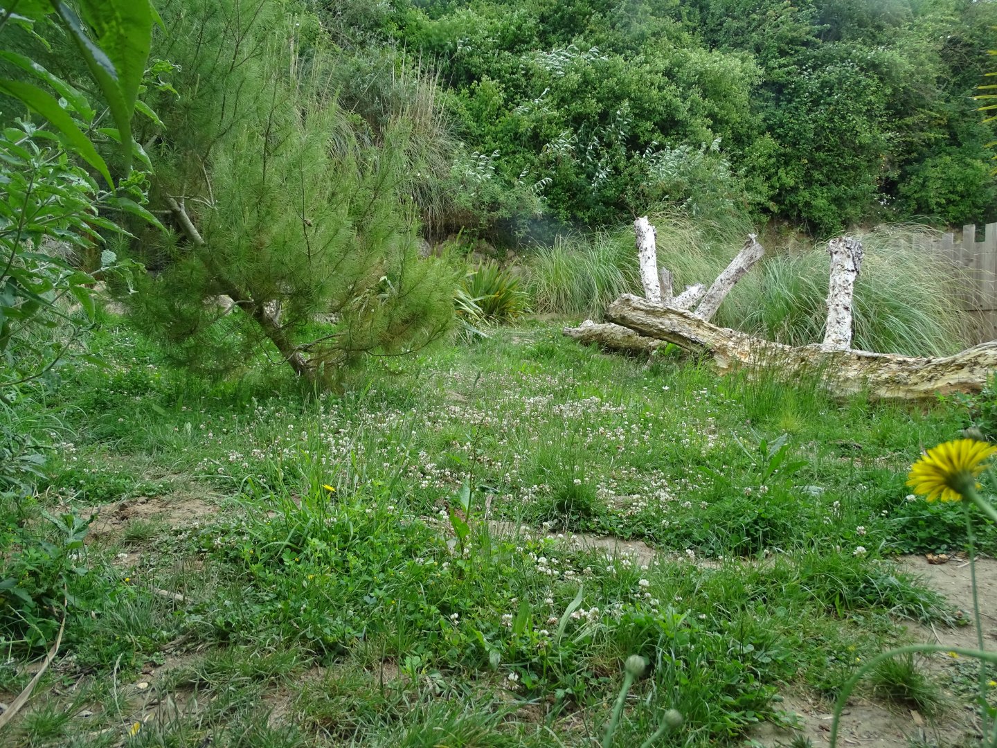 Giant anteater (Myrmecophaga tridactyla) exhibit
