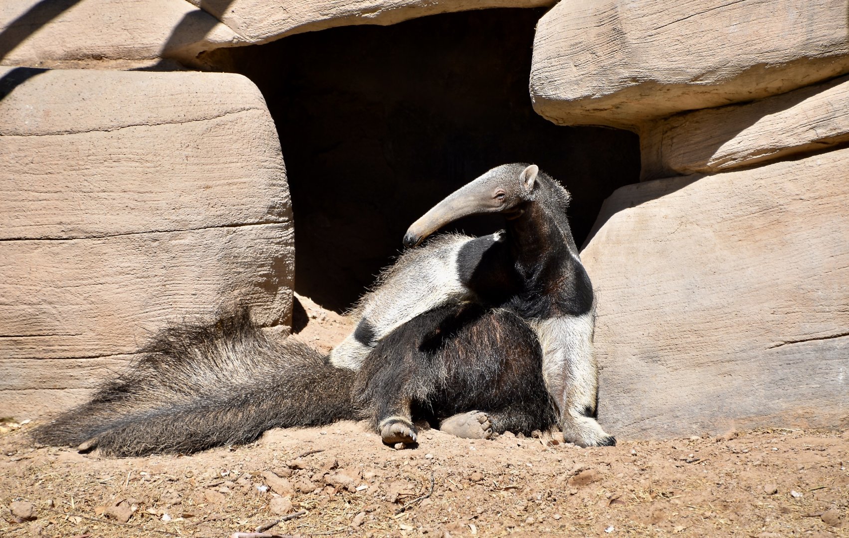 Giant Anteater (Myrmecophaga tridactyla) in a sassy pose