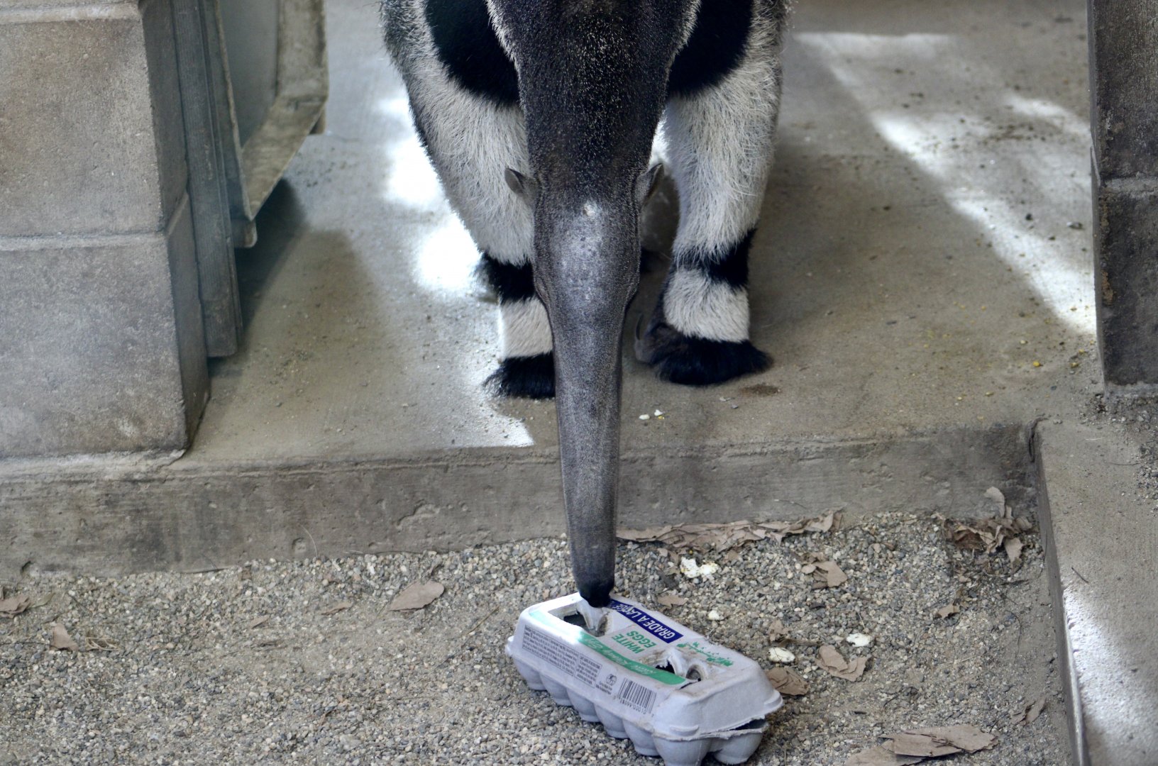 Giant Anteater (Myrmecophaga tridactyla) likes egg cartons?