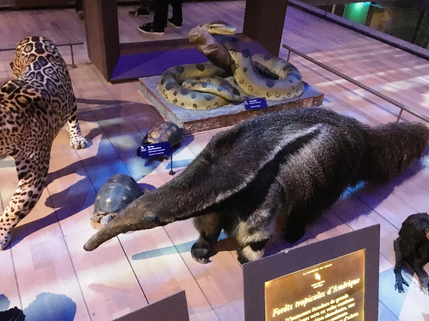 Giant anteater (Myrmecophaga tridactyla); November 24th 2018