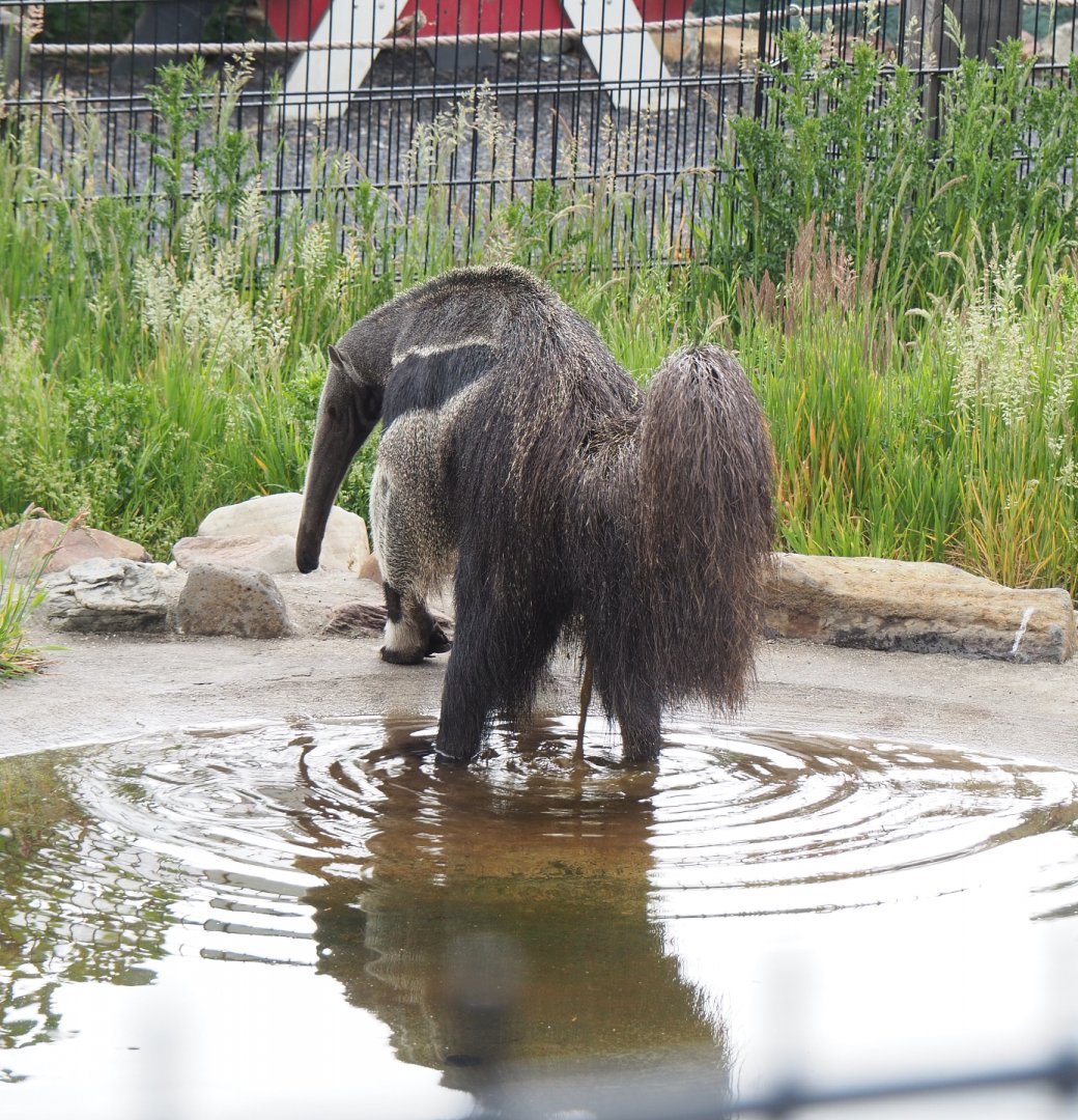 Giant anteater (Myrmecophaga tridactyla) pooping in the pool, 2022-05-17