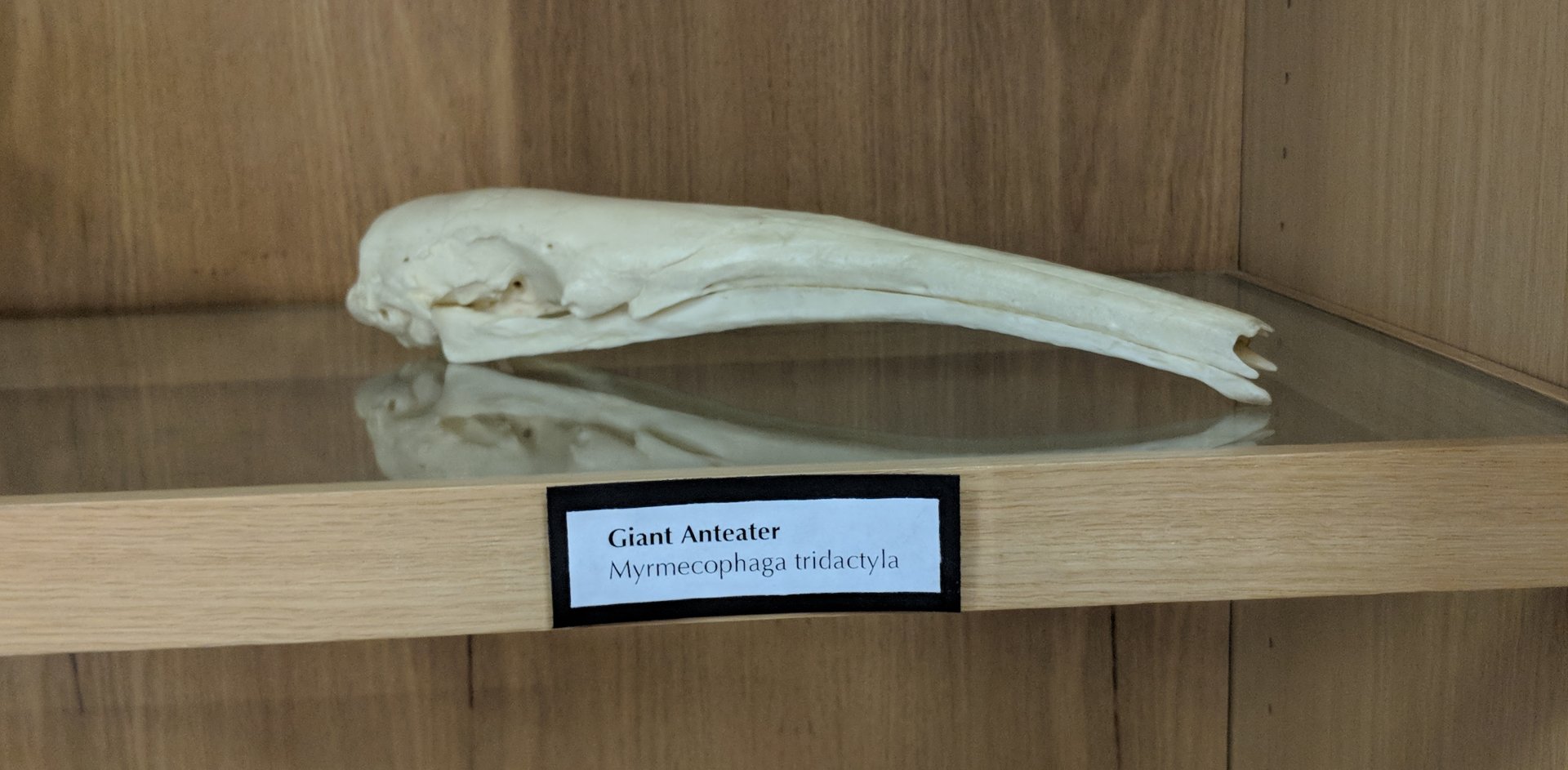 Giant anteater (Myrmecophaga tridactyla) skull