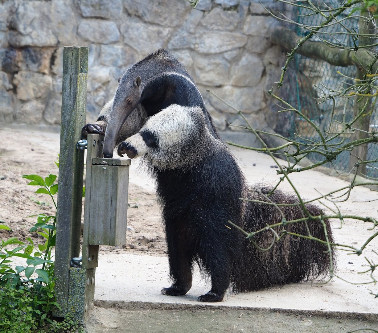 Giant anteater (Myrmecophaga tridactyla) using feeder, 2023-05-16