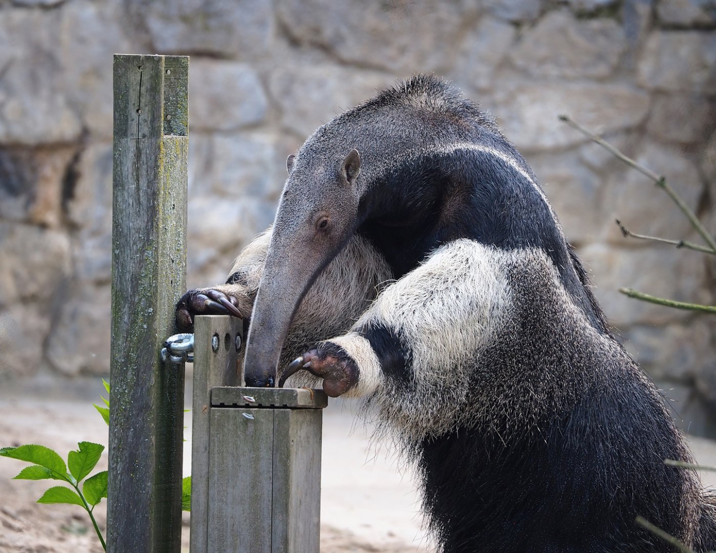 Giant anteater (Myrmecophaga tridactyla) using feeder, 2023-05-16