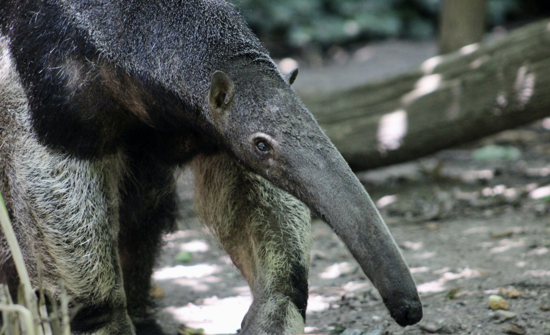 Giant Anteater (Myrmecophaga tridactyla) - "Velcro"