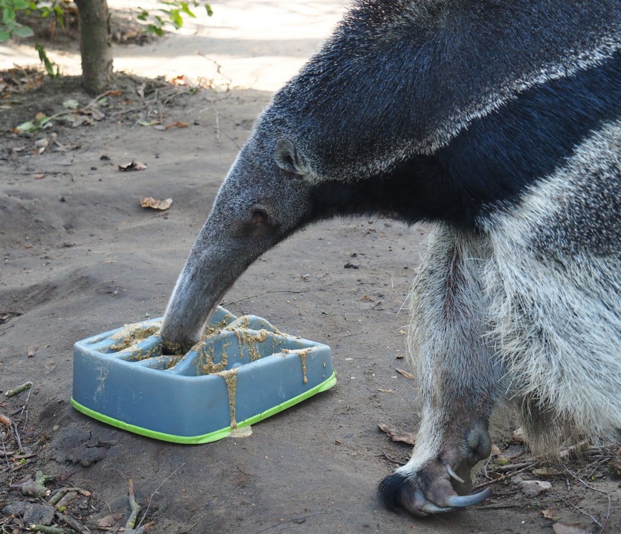 Giant anteater (Myrmecophaga tridactyla) with maze feeder (Feb 16th, 2019)