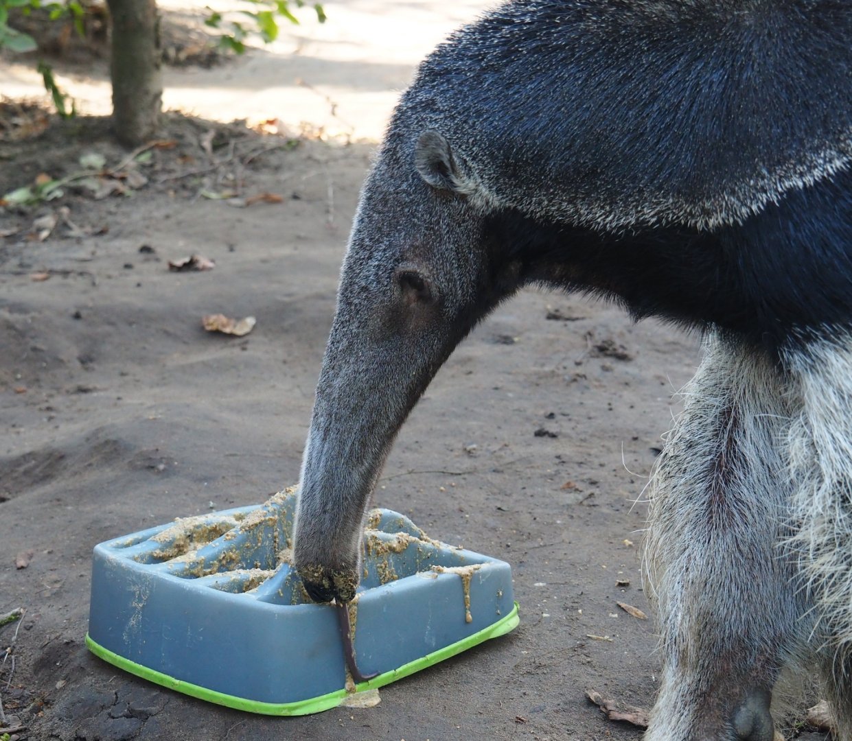 Giant anteater (Myrmecophaga tridactyla) with maze feeder (Feb 16th, 2019)