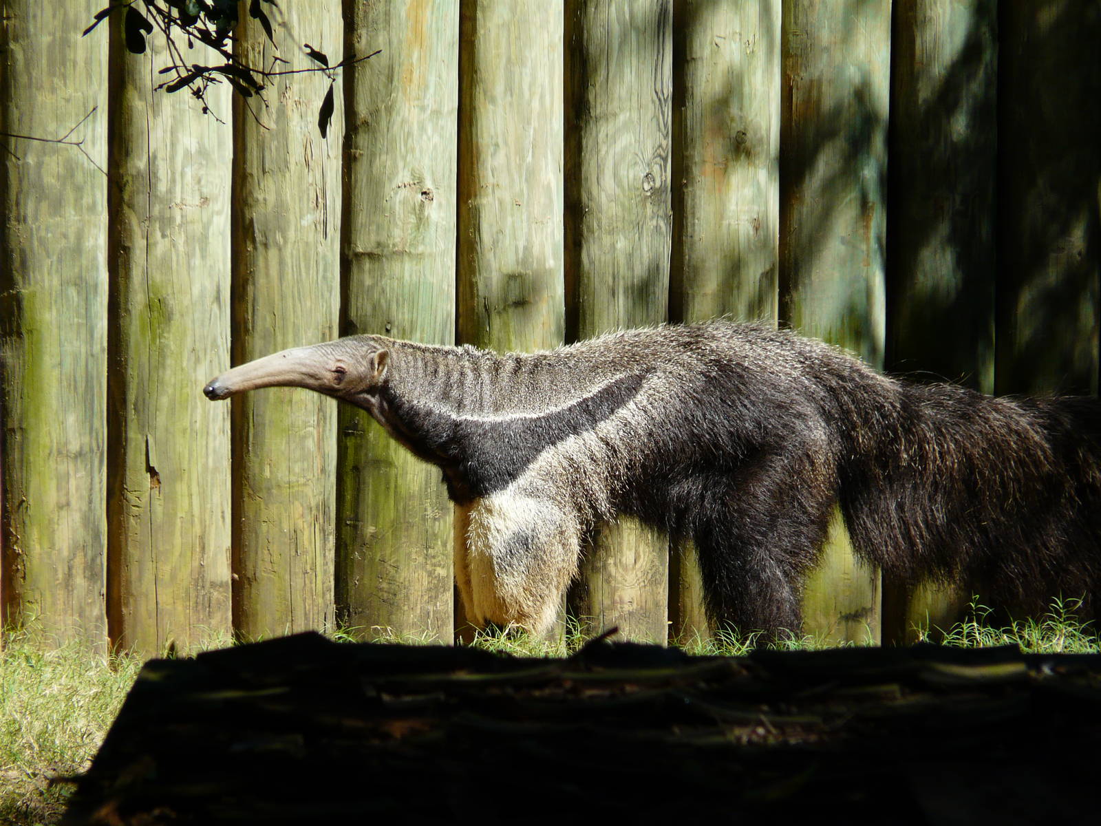 Giant anteater/ Myrmecophaga tridactyla