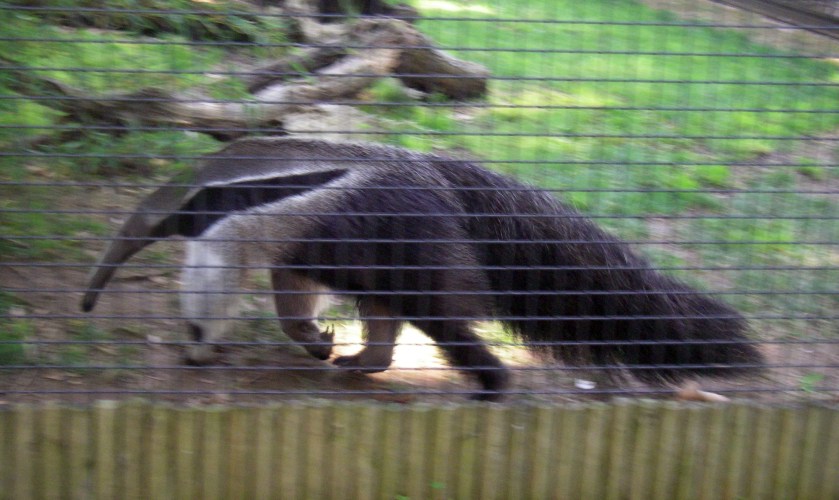 Giant Anteater (Myrmecophaga tridactyla)